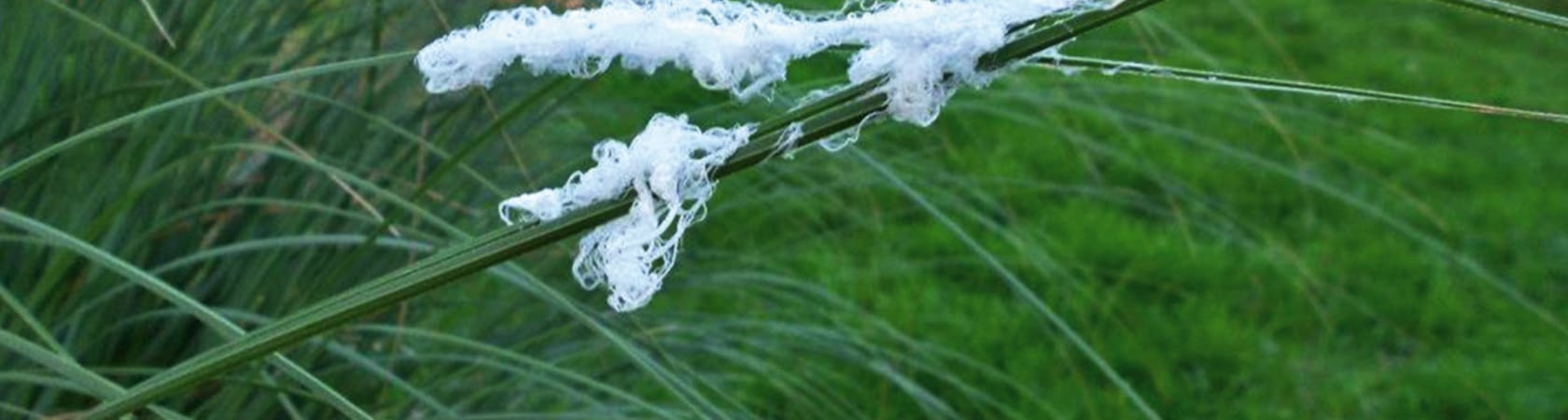 Géoingénierie : arme climatique ou plan B écologique ?