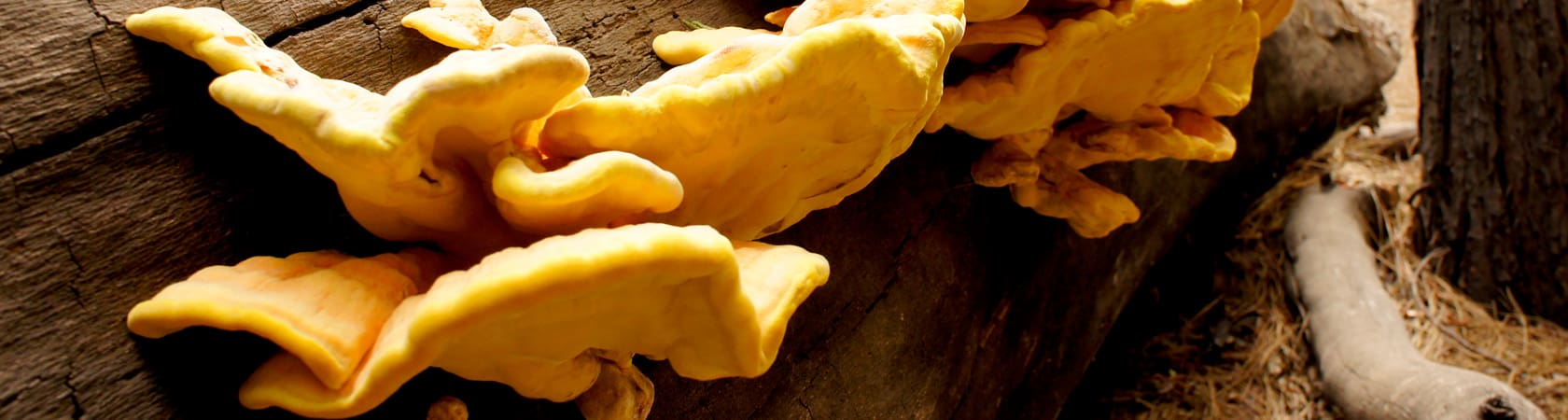 Mycélium : découvrez l&rsquo;incroyable intelligence en réseau des champignons !