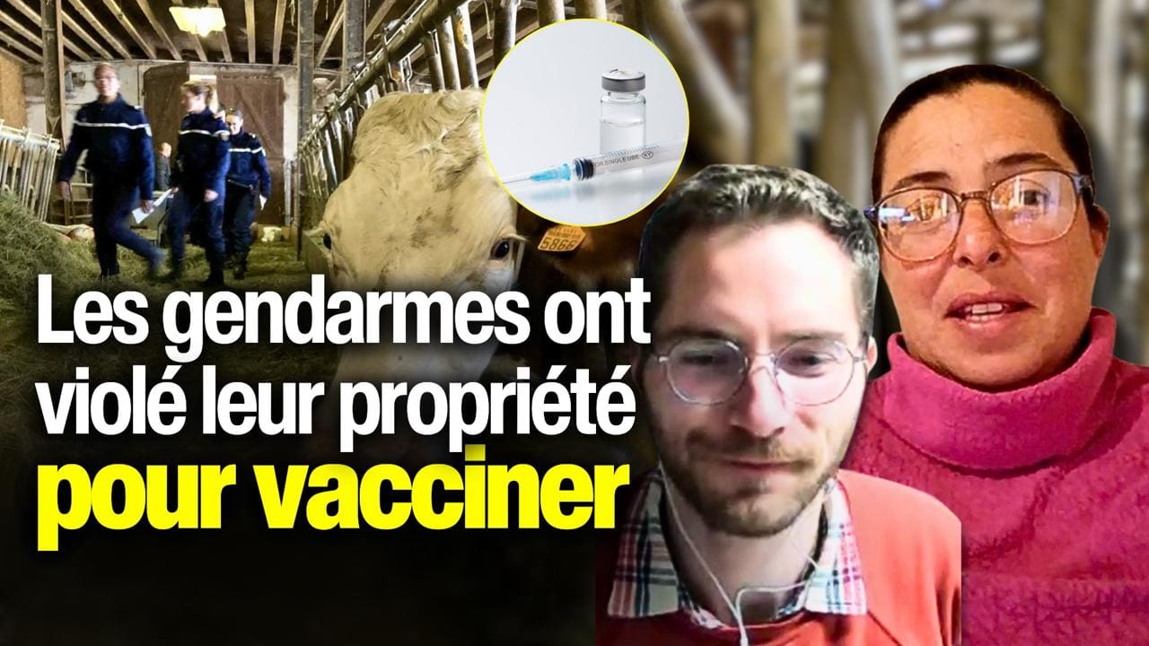 Vaccination des bovins : ces agriculteurs racontent une intervention imposée chez eux (VIDÉO)